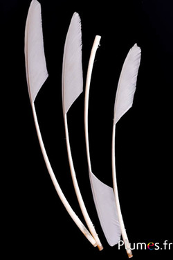 Panicule Cygne  - 30-35 cm - blanc